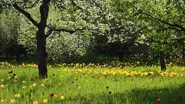 508020 - Apple (Malus) and tulips (Tulipa)