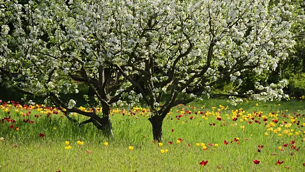 508021 - Apple (Malus) and tulips (Tulipa)