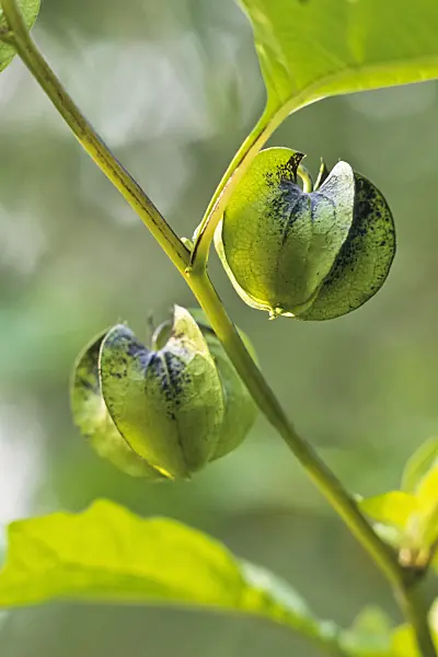 393075 - Apple of Peru (Nicandra physalodes)
