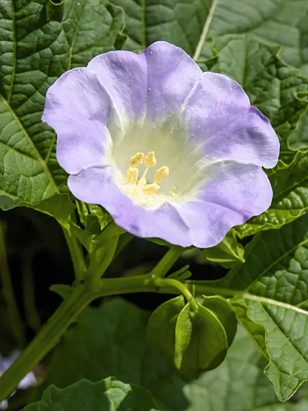 427139 - Apple of Peru (Nicandra physalodes)