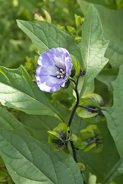 609022 - Apple of Peru (Nicandra physalodes)