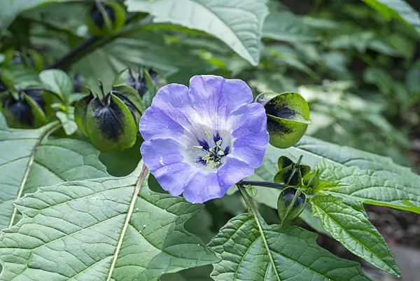 625016 - Apple of Peru (Nicandra physalodes)