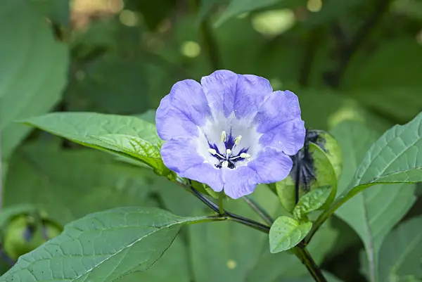 625017 - Apple of Peru (Nicandra physalodes)