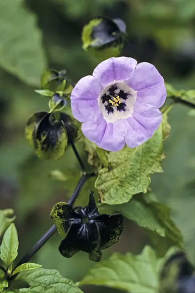 367063 - Apple of Peru (Nicandra physalodes var. violacea)