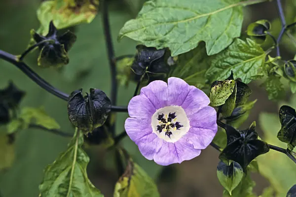 367064 - Apple of Peru (Nicandra physalodes var. violacea)
