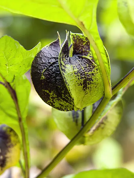 429129 - Apple of Peru (Nicandra physalodes var. violacea)