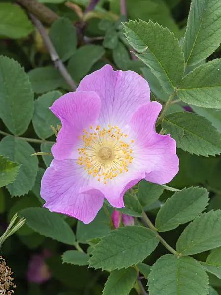 401262 - Apple rose (Rosa villosa)