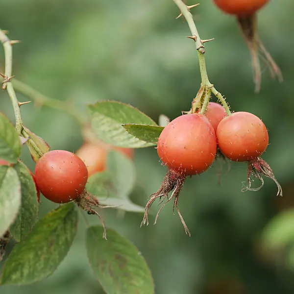 535326 - Apple rose (Rosa villosa)