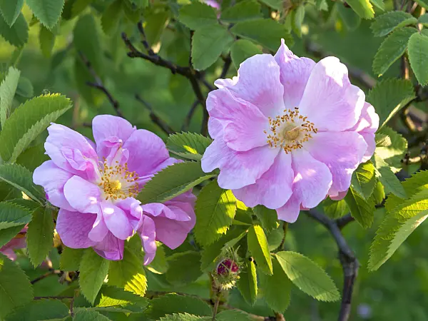 448091 - Apple rose (Rosa villosa 'Duplex')
