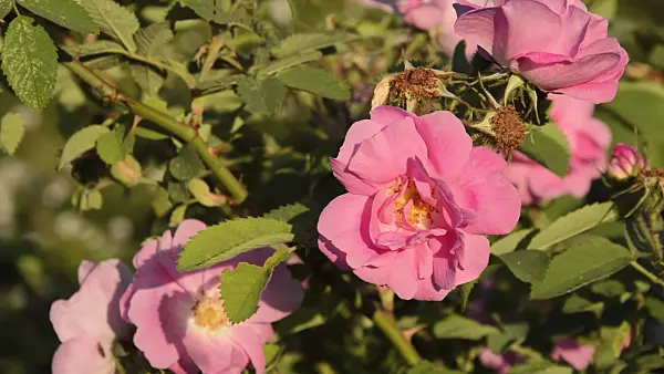 509036 - Apple rose (Rosa villosa 'Duplex')