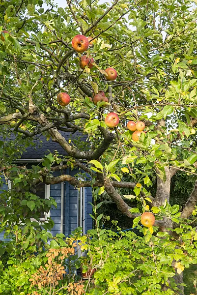 625018 - Apple tree in front of a garden house