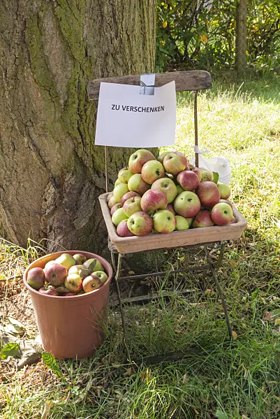 625086 - Apples (Malus) for free