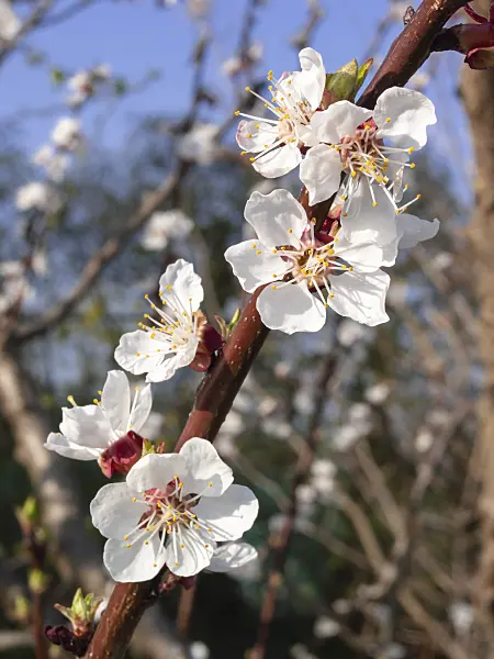400094 - Apricot (Prunus armeniaca)