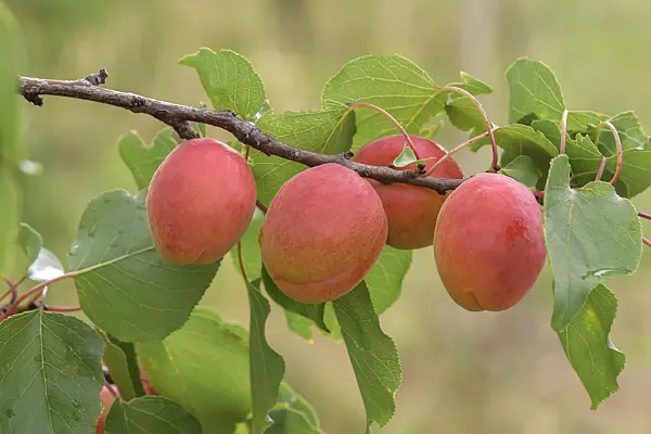 575208 - Apricot (Prunus armeniaca 'Anegat')