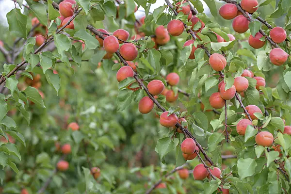 575209 - Apricot (Prunus armeniaca 'Bergarouge')