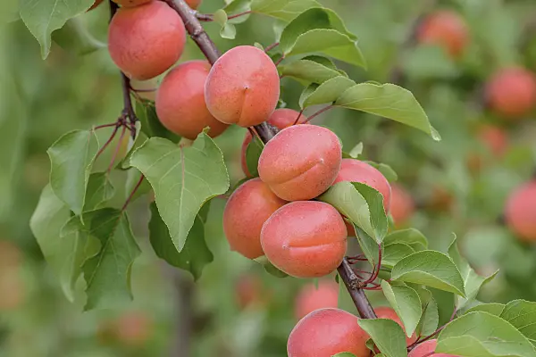 575210 - Apricot (Prunus armeniaca 'Bergarouge')
