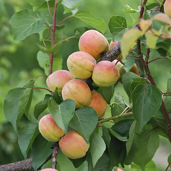 454045 - Apricot (Prunus armeniaca 'Bergeron')