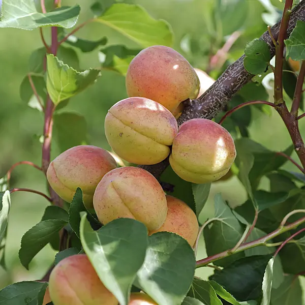 454046 - Apricot (Prunus armeniaca 'Bergeron')