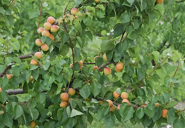 471438 - Apricot (Prunus armeniaca 'Bergeron')
