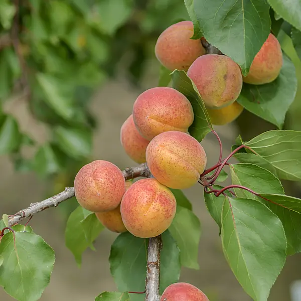 575211 - Apricot (Prunus armeniaca 'Bergeron')