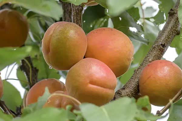 575212 - Apricot (Prunus armeniaca 'Bergeron')