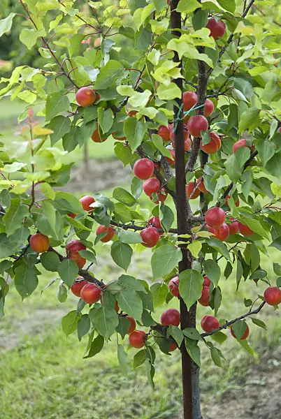 502324 - Apricot (Prunus armeniaca 'Big Red')