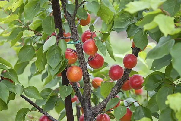 502325 - Apricot (Prunus armeniaca 'Big Red')