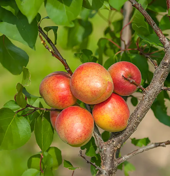 664330 - Apricot (Prunus armeniaca 'Clarina')