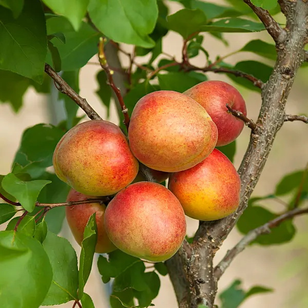 664331 - Apricot (Prunus armeniaca 'Clarina')