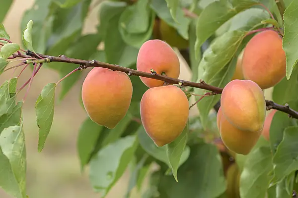 575213 - Apricot (Prunus armeniaca 'Faralia')