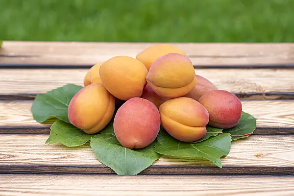 616074 - Apricot (Prunus armeniaca 'Farbaly')