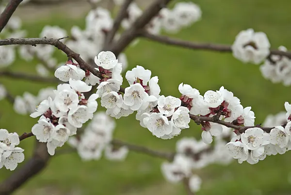 517342 - Apricot (Prunus armeniaca 'Goldrich')