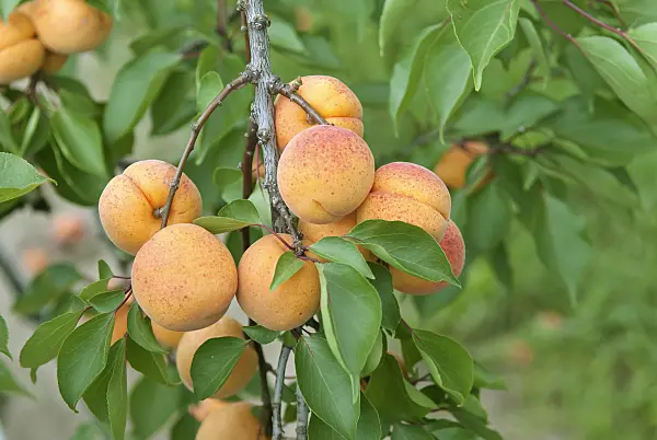502328 - Apricot (Prunus armeniaca 'Hargrand')