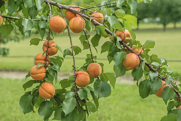 575214 - Apricot (Prunus armeniaca 'Hargrand')