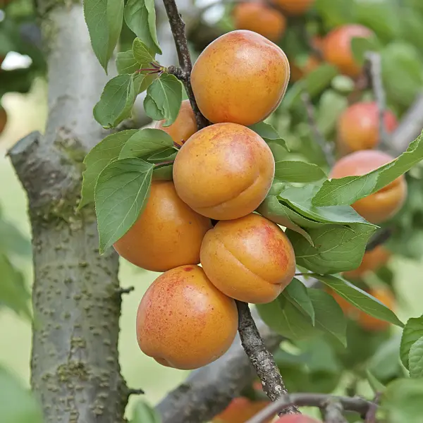 502329 - Apricot (Prunus armeniaca 'Harlayne')