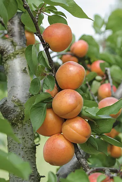 575215 - Apricot (Prunus armeniaca 'Harlayne')