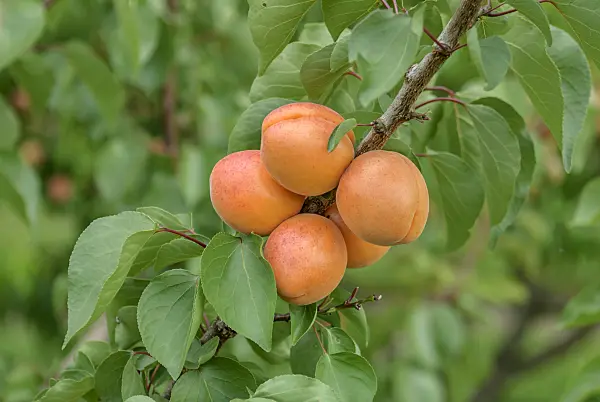 575216 - Apricot (Prunus armeniaca 'Harlayne')