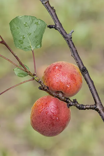 575217 - Apricot (Prunus armeniaca 'Harogem')