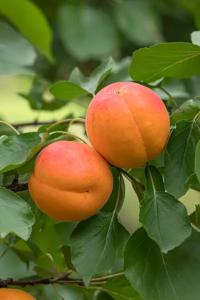 675297 - Apricot (Prunus armeniaca 'Kioto')