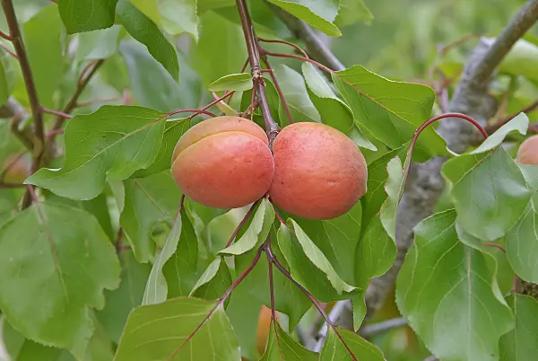 502330 - Apricot (Prunus armeniaca 'Orangered')