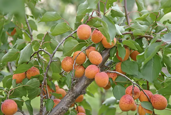 502331 - Apricot (Prunus armeniaca 'Orangered')