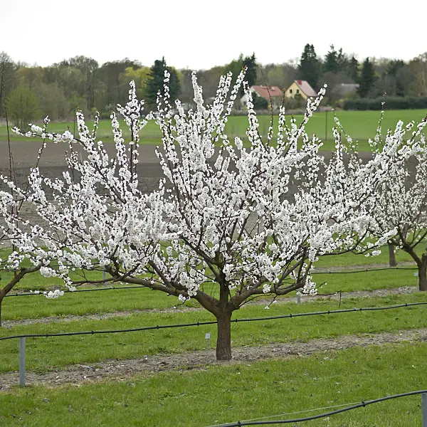 517343 - Apricot (Prunus armeniaca 'Orangered')