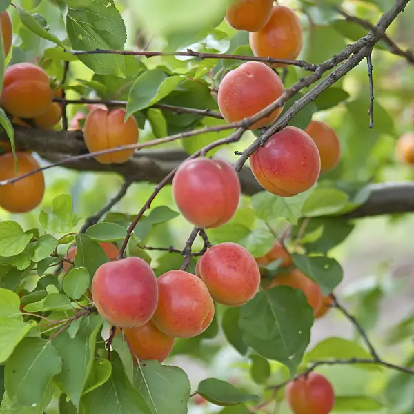 502333 - Apricot (Prunus armeniaca 'Pinkcot')