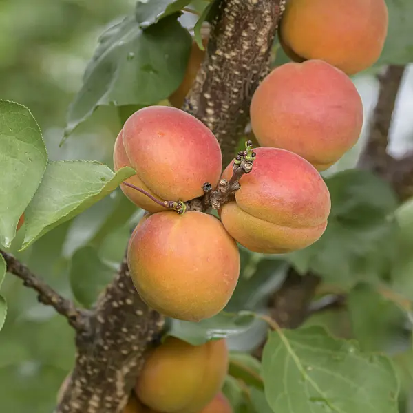 575218 - Apricot (Prunus armeniaca 'Tardicot')