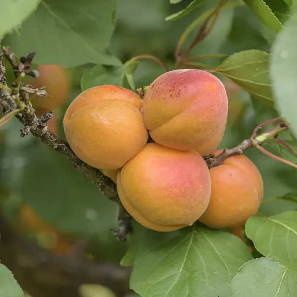 575219 - Apricot (Prunus armeniaca 'Tardicot')