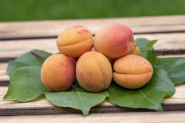 616075 - Apricot (Prunus armeniaca 'Tardicot')
