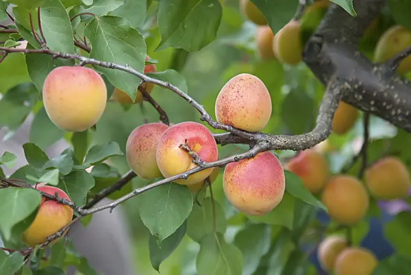 502334 - Apricot (Prunus armeniaca 'Ungarische Beste')