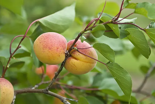 517341 - Apricot (Prunus armeniaca 'Ungarische Beste')