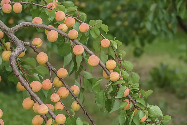 575220 - Apricot (Prunus armeniaca 'Ungarische Beste')