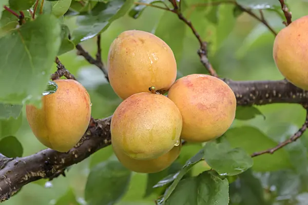 575221 - Apricot (Prunus armeniaca 'Ungarische Beste')